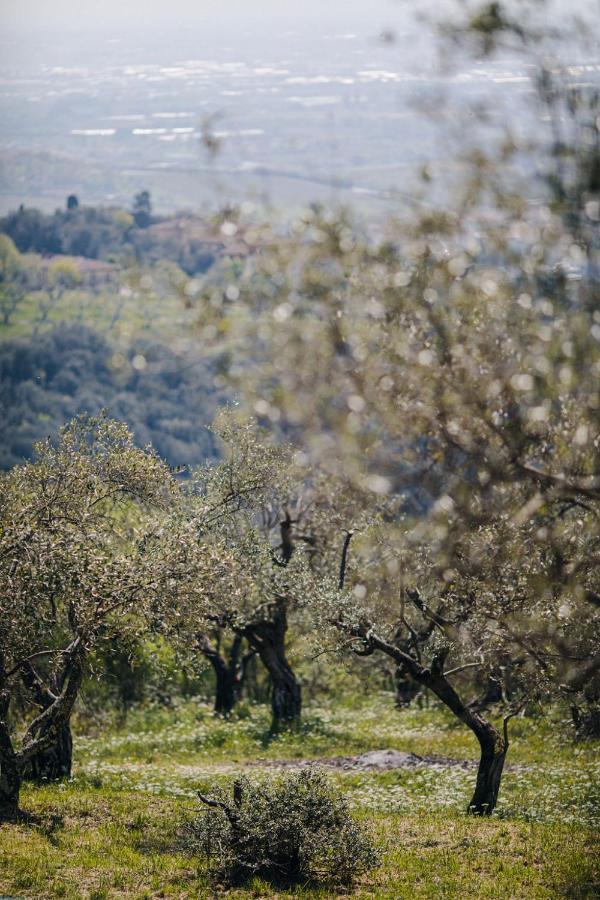 Villa Desiderio Tuscany 皮斯托亚 外观 照片
